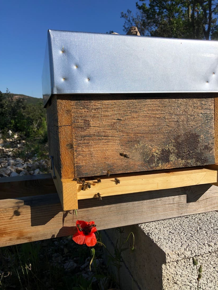 Vers une apiculture responsable pour la protection de l'environnement